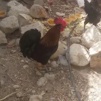 خروس محلی اصل به شرط