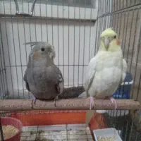 عروس هلندی