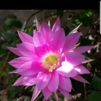 فروش خط همراه اول کد ۷