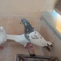 کفتر