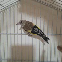 سقا سهره