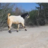 دو تا بز نر فروشی..