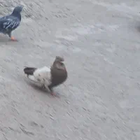 کفتر