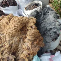پشم گوسفند