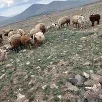 نیازمند‌چوپانیم‌