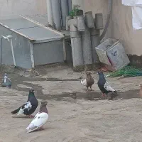 دوجفت کبوتر سینه و کله