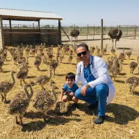 شترمرغ ۲۰روزه