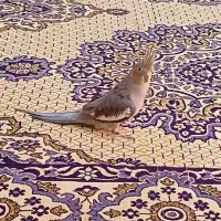 رفسنجان لاهیجان عروس هلندی
