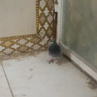 کبوتر سبز مگس نر
