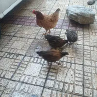 مرغ