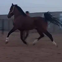 اسب نر درجه یک