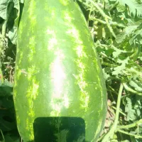 بیضی هندوانه