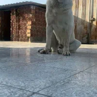 فروش الابای نر ماده شجره دار اصیل درشت سنگین