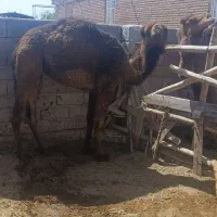 شتر|حیوانات مزرعه|کرمان, |دیوار