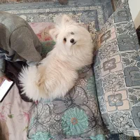 سگ پاکوتاه اصیل