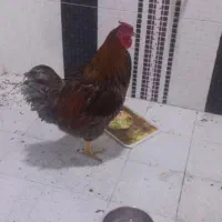 خروس ویاندوت بلورد