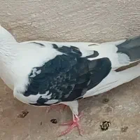 کبوتر پرشی