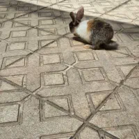 خرگوش|موش و خرگوش|نیشابور, گنبد سبز|دیوار