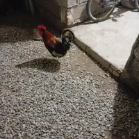 مسیر شمالی