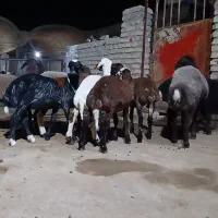 هشت راس کاور بره عروسک