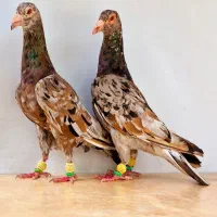 سار هفترنگ