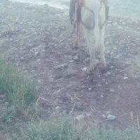 الاغ نر جوان باری اخته