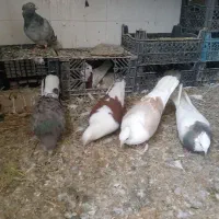 کبوتر جفت گاه