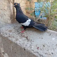 کبوتر