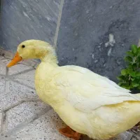 یک اردک بزرگ ویک خروس متوسط