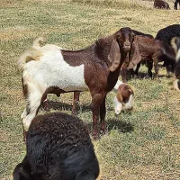 نر بز نمونه اصل اصل