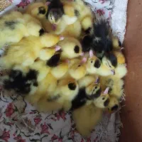 اردک خارجی محلی تازه در آمده