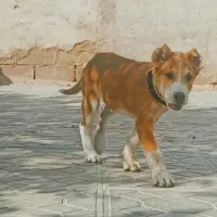 2 عدد توله نر و ماده