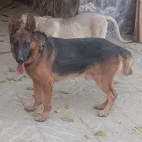 سگ نژاد ژرمن شپرد اصل