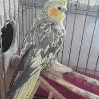 عروس هلندی جفت نرو ماده تخم گذار سخنگو