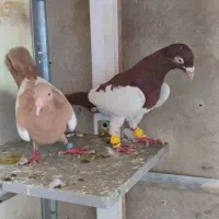 کفتر یهودی .کله اسبی.سده سرخ