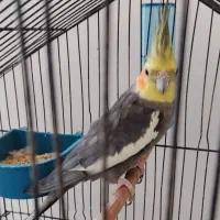 عروس هلندی نر