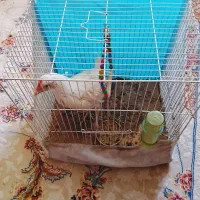 مرغ گوشتی با قفس