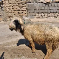 قوچ بختیاری