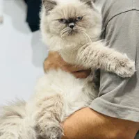 گربه هیمالین ماده بلوپوینت