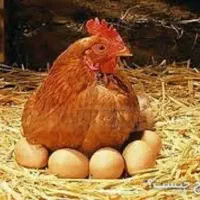آموزش پرورش مرغ گوشتی و تخم گذار