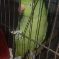 طوطی ملنگو