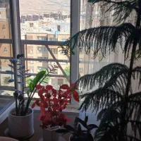 اجاره  آپارتمان پونه