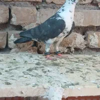 سلام سینه سفیدنر قیمت2500