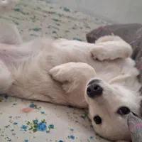 فروش پت اشپیتز