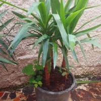 تعداد محدود گیاهان آپارتمانی