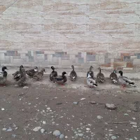 اردک پروازی تایم بالا به شرط