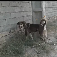 13 ماهه
