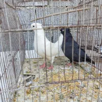 کبوتر|پرنده|بندر گناوه, |دیوار