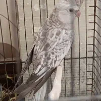 عروس هلندی ماده