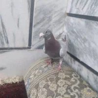 کبوتر